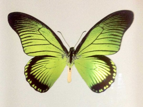 Damien Hirst We Buy paints & Prints at Robert Perera Fine Art Ltd.